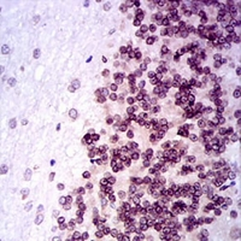 NR6A1 Mouse Monoclonal Antibody