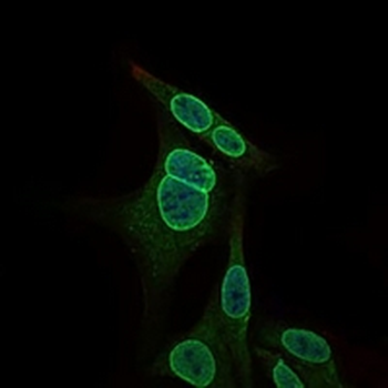 NR6A1 Mouse Monoclonal Antibody