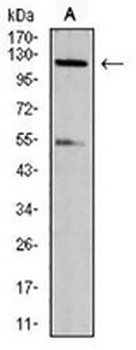 CARD12 (Phospho-S533) Rat Monoclonal Antibody
