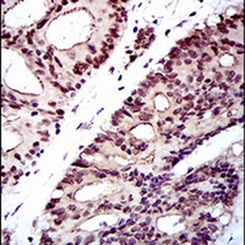 NELFA Mouse Monoclonal Antibody