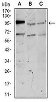 NEFM Mouse Monoclonal Antibody