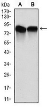 NEDD8 Mouse Monoclonal Antibody