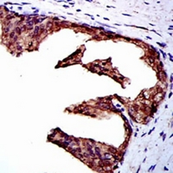 NEDD8 Mouse Monoclonal Antibody