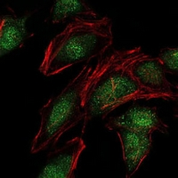 NEDD8 Mouse Monoclonal Antibody