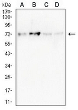 NDC80 Mouse Monoclonal Antibody