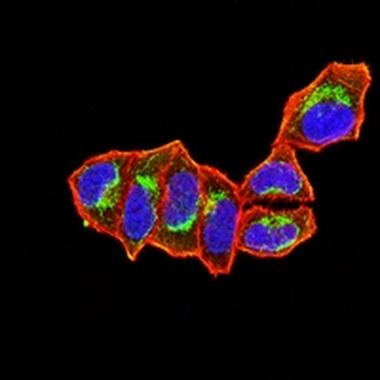 NDC80 Mouse Monoclonal Antibody