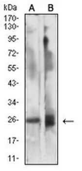 CD337 Mouse Monoclonal Antibody