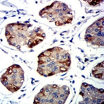 CD337 Mouse Monoclonal Antibody