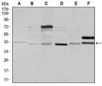 NCK1 Mouse Monoclonal Antibody