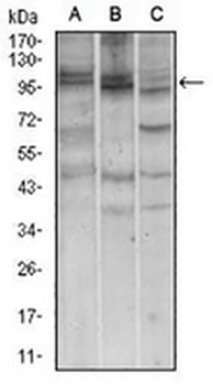 Nibrin Mouse Monoclonal Antibody