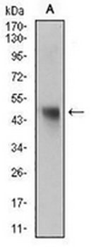 Napsin A Mouse Monoclonal Antibody