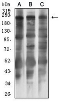 MLCK1 Mouse Monoclonal Antibody