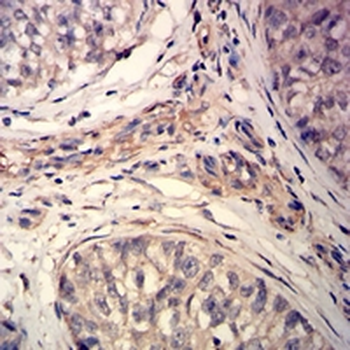 MLCK1 Mouse Monoclonal Antibody