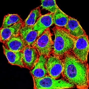MLCK1 Mouse Monoclonal Antibody