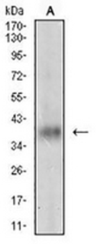 GDF8 Mouse Monoclonal Antibody
