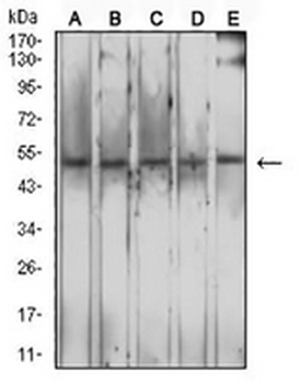 CD204 Mouse Monoclonal Antibody