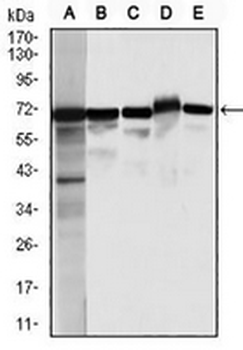 Moesin Mouse Monoclonal Antibody