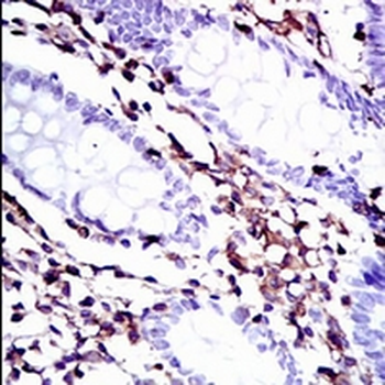 Moesin Mouse Monoclonal Antibody