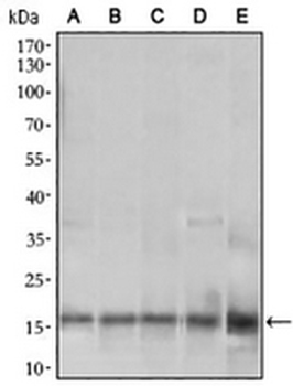 MRPS32 Mouse Monoclonal Antibody
