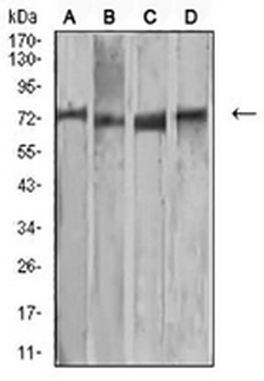 MMP2 Mouse Monoclonal Antibody