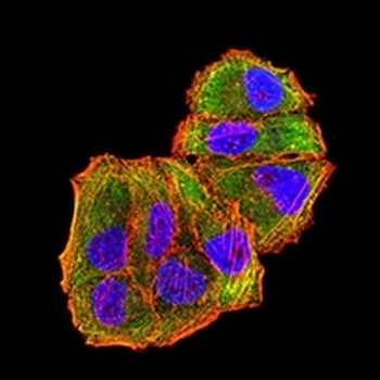 c-Met Mouse Monoclonal Antibody