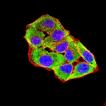 MERTK Mouse Monoclonal Antibody
