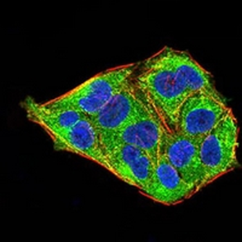 MeCP2 Mouse Monoclonal Antibody