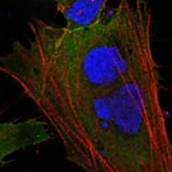 MCL1 Mouse Monoclonal Antibody