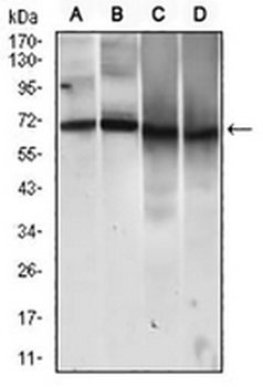 CD146 Mouse Monoclonal Antibody