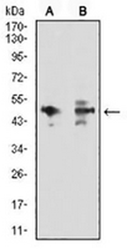 JNK2 Mouse Monoclonal Antibody