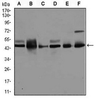 JNK1 Mouse Monoclonal Antibody