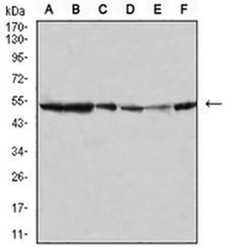 JNK3 Mouse Monoclonal Antibody