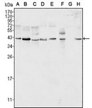 ERK2 Mouse Monoclonal Antibody