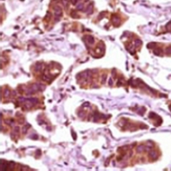 ERK2 Mouse Monoclonal Antibody