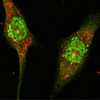 ERK2 Mouse Monoclonal Antibody