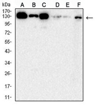 HPK1 Mouse Monoclonal Antibody