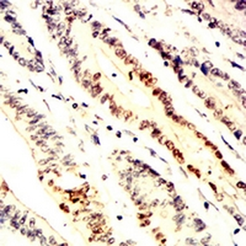 HPK1 Mouse Monoclonal Antibody