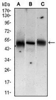 MKK5 Mouse Monoclonal Antibody