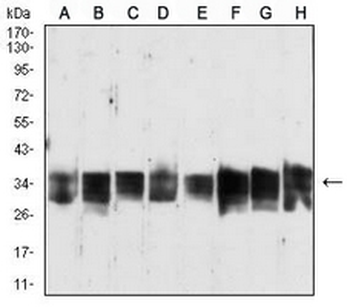 LY6G6D Mouse Monoclonal Antibody