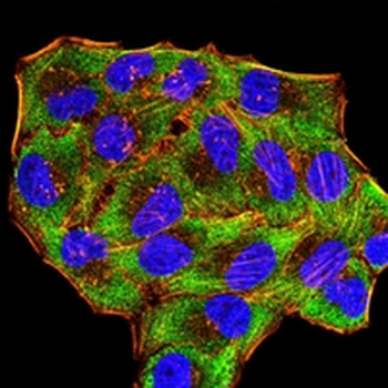 LY6G6D Mouse Monoclonal Antibody