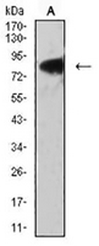 LRP3 Mouse Monoclonal Antibody