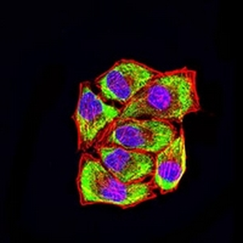 LRP3 Mouse Monoclonal Antibody