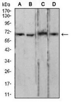 Lamin B2 Mouse Monoclonal Antibody
