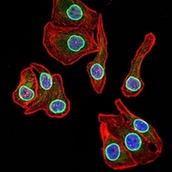 Lamin B2 Mouse Monoclonal Antibody