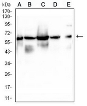 Lamin B1 Mouse Monoclonal Antibody