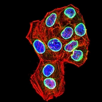 Lamin B1 Mouse Monoclonal Antibody