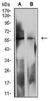 CD85d Mouse Monoclonal Antibody