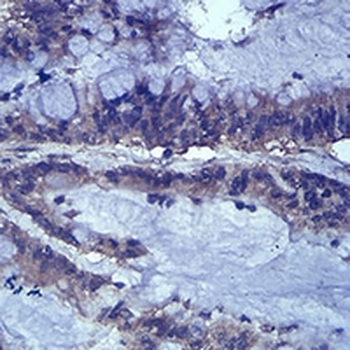 TCF1 alpha Mouse Monoclonal Antibody
