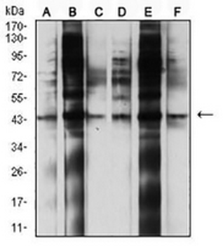 CD107b Mouse Monoclonal Antibody