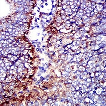 CD107b Mouse Monoclonal Antibody
